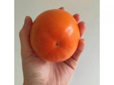 自家后院超大甜柿子不涩口仅$6/kg